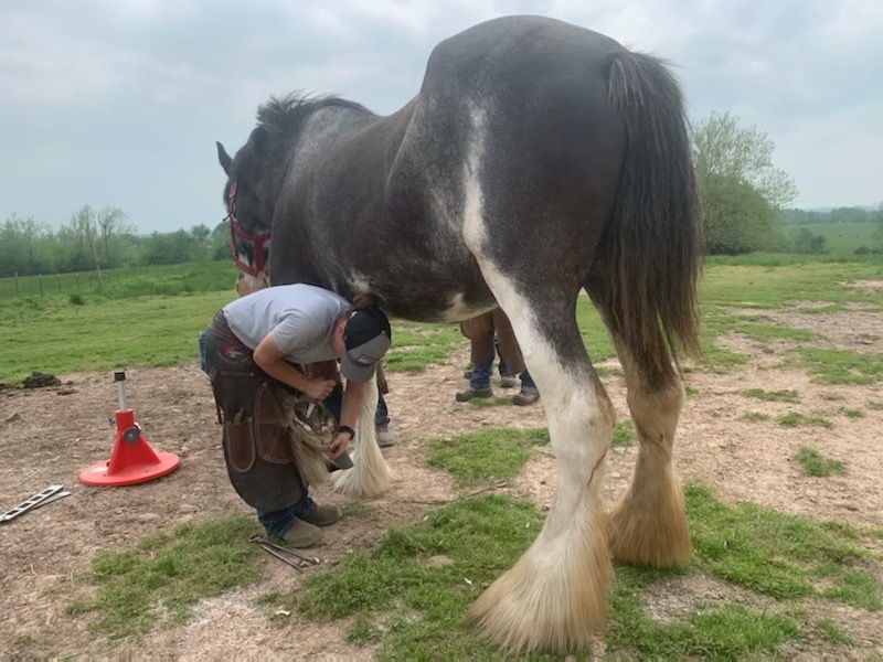 Shoeing a Clydesdale in the field