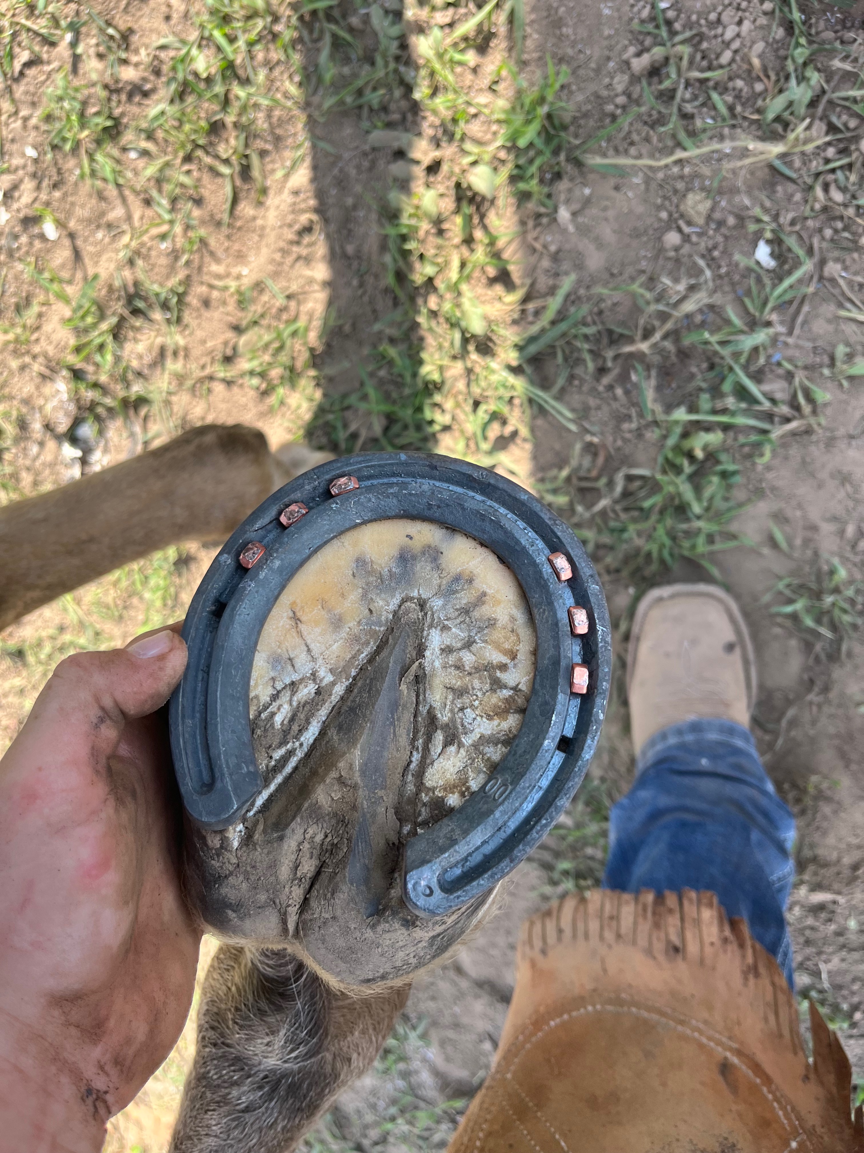 A freshly shod hoof
