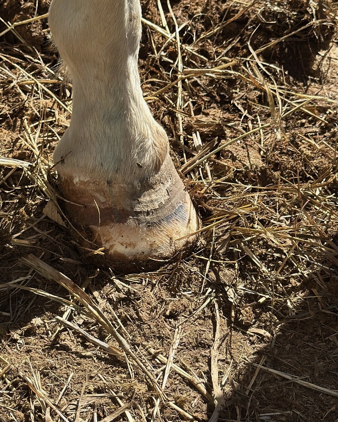 Mae's hoof after her first therapeutic trim
