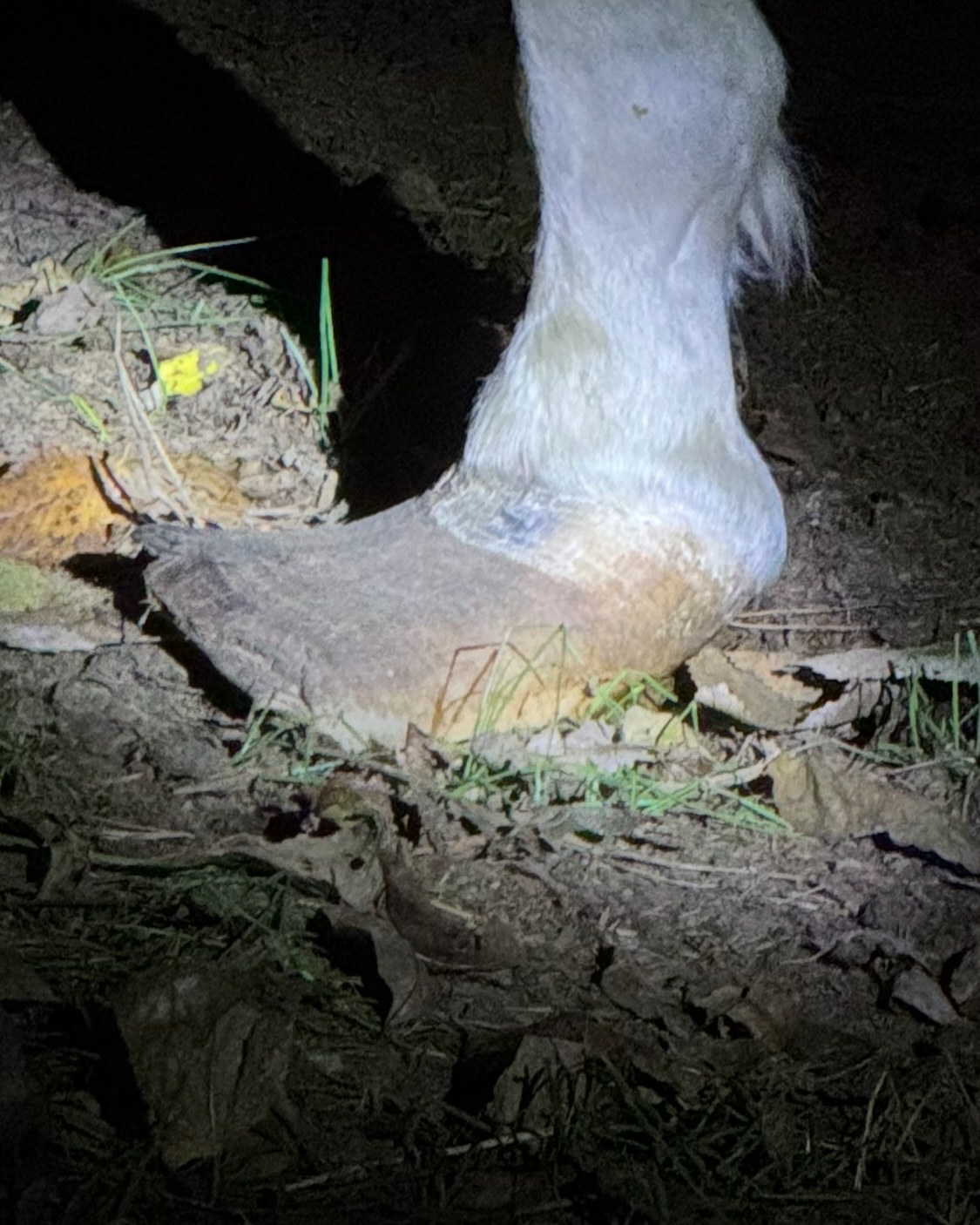 Mae's overgrown hoof before her first therapeutic trim